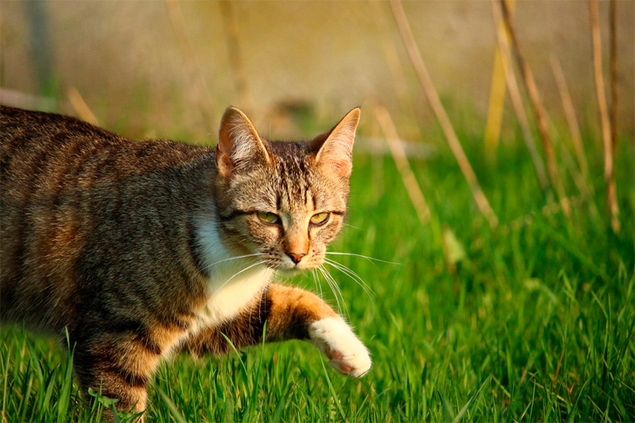 Какие травы опасны для кошек
