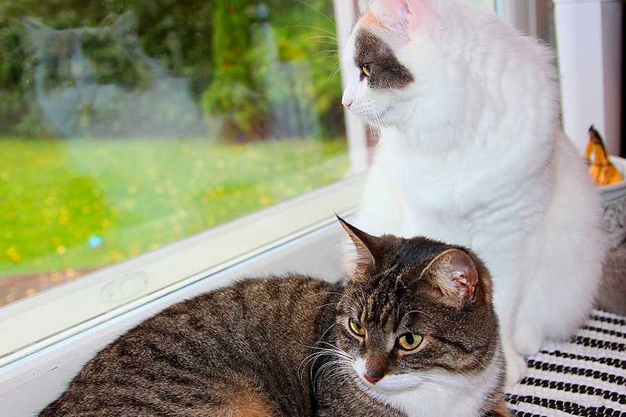 Окно - любимое место кошек