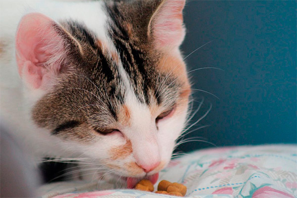 Почему кошки привередливы к еде