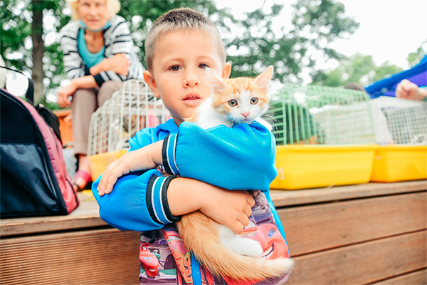Выставка-раздача кошек во Владивостоке