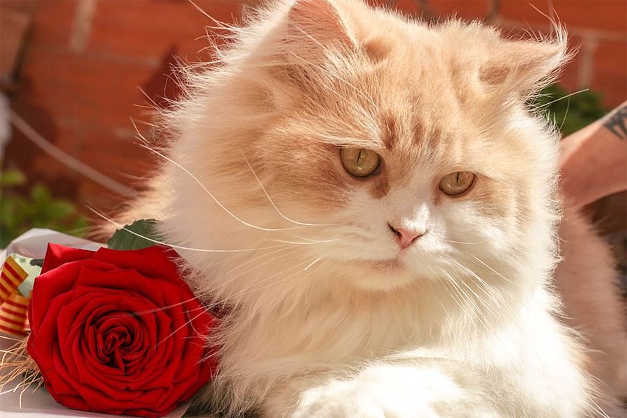 1 марта - День кошек в России