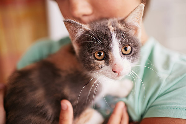 Стресс у кошки: причины и признаки