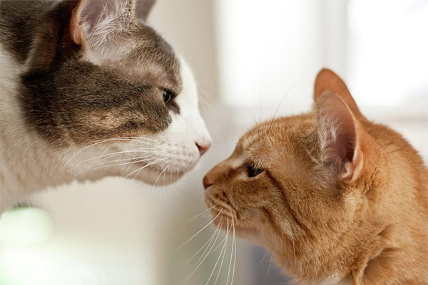 Как подружить двух кошек в квартире?